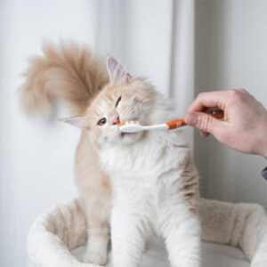 clean-hygiene-cat